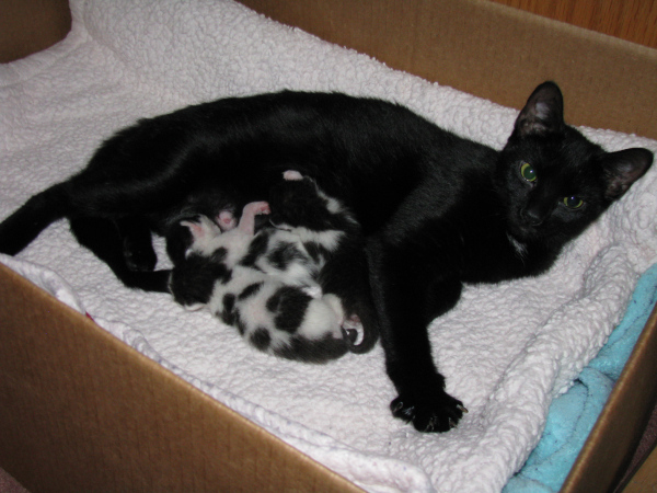 Mama cat and newborn kittens, saved by a member of the public.  Because kittens.  (photo by Casey post)